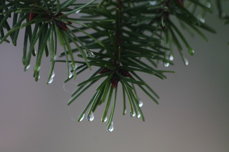 Fir Heavy with Condensed Fog